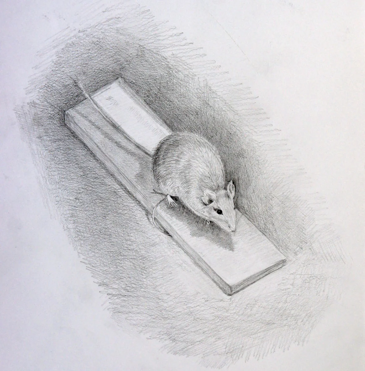 Artwork by Tom Reed