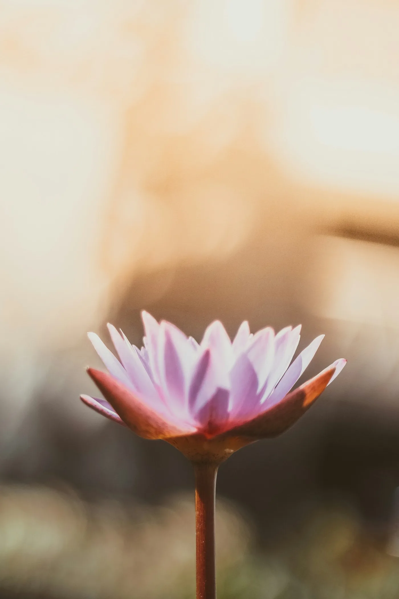 Selfcare Sunday - Achtsamkeit & Verlangsamung